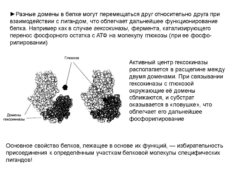 ►Разные домены в белке могут перемещаться друг относительно друга при взаимодействии с лигандом, что